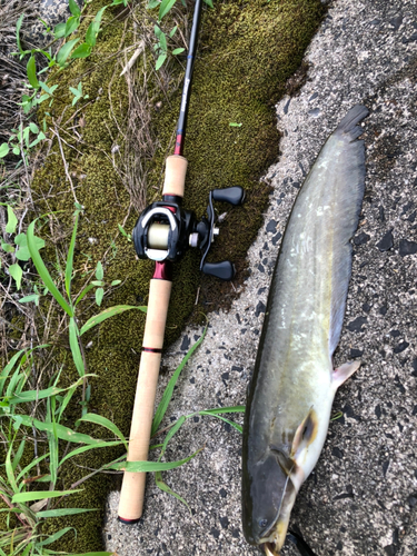 ナマズの釣果