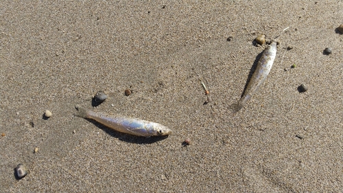 キスの釣果