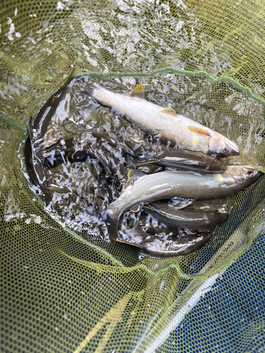 アユの釣果