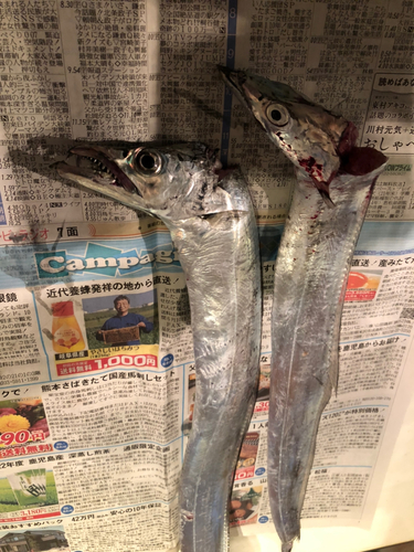 タチウオの釣果