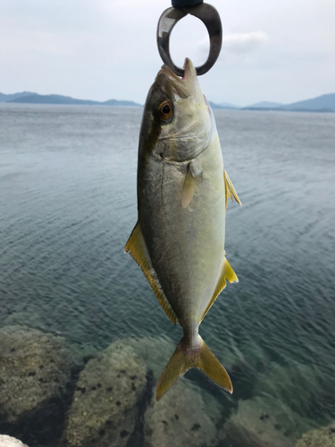 ネリゴの釣果