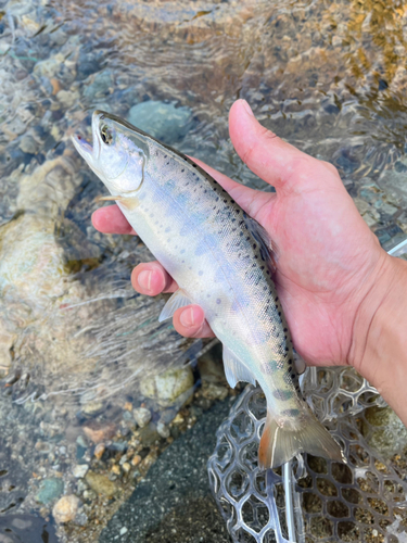 ヤマメの釣果