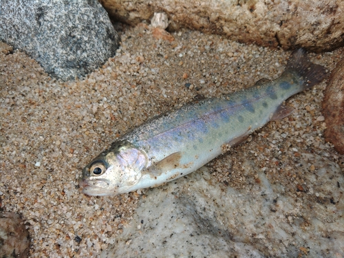 ニジマスの釣果