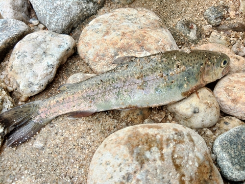 ニジマスの釣果