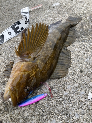 アブラコの釣果