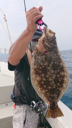 ヒラメの釣果