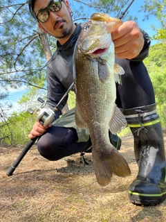 ブラックバスの釣果