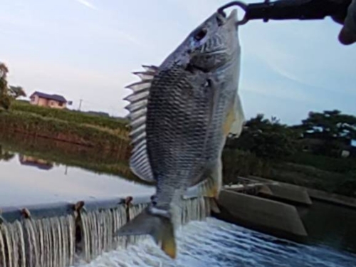 キビレの釣果