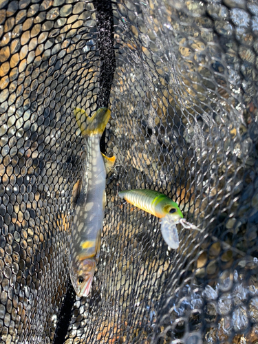 アユの釣果