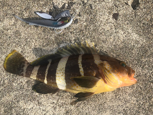 アオハタの釣果