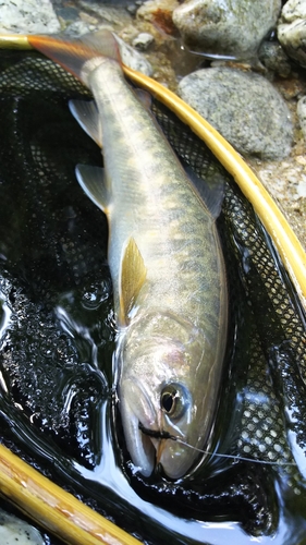 イワナの釣果