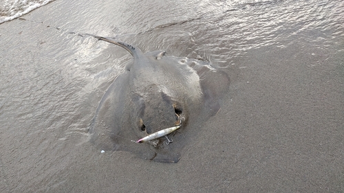 アカエイの釣果