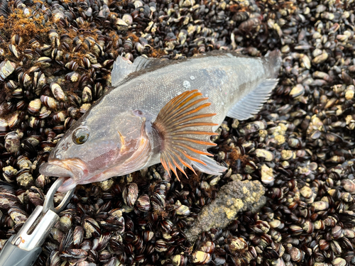 アイナメの釣果