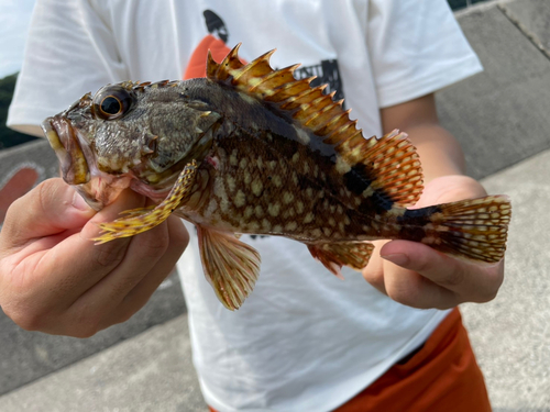 カサゴの釣果