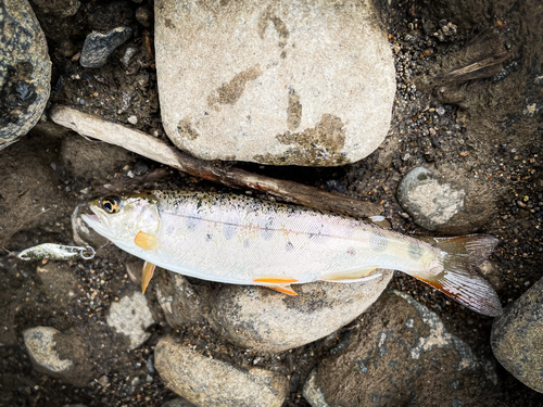 ヤマメの釣果