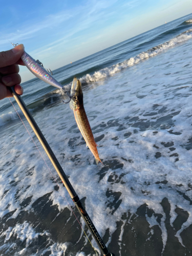 カマスの釣果