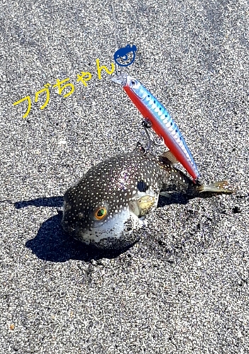 クサフグの釣果