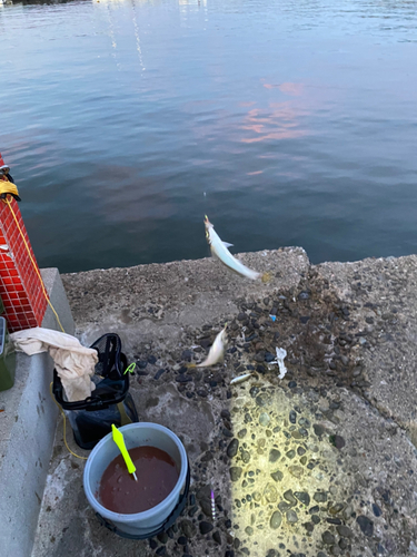 マアジの釣果