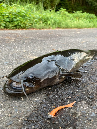 ナマズの釣果