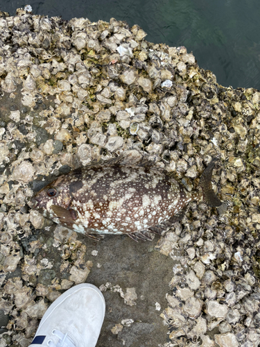 バリの釣果