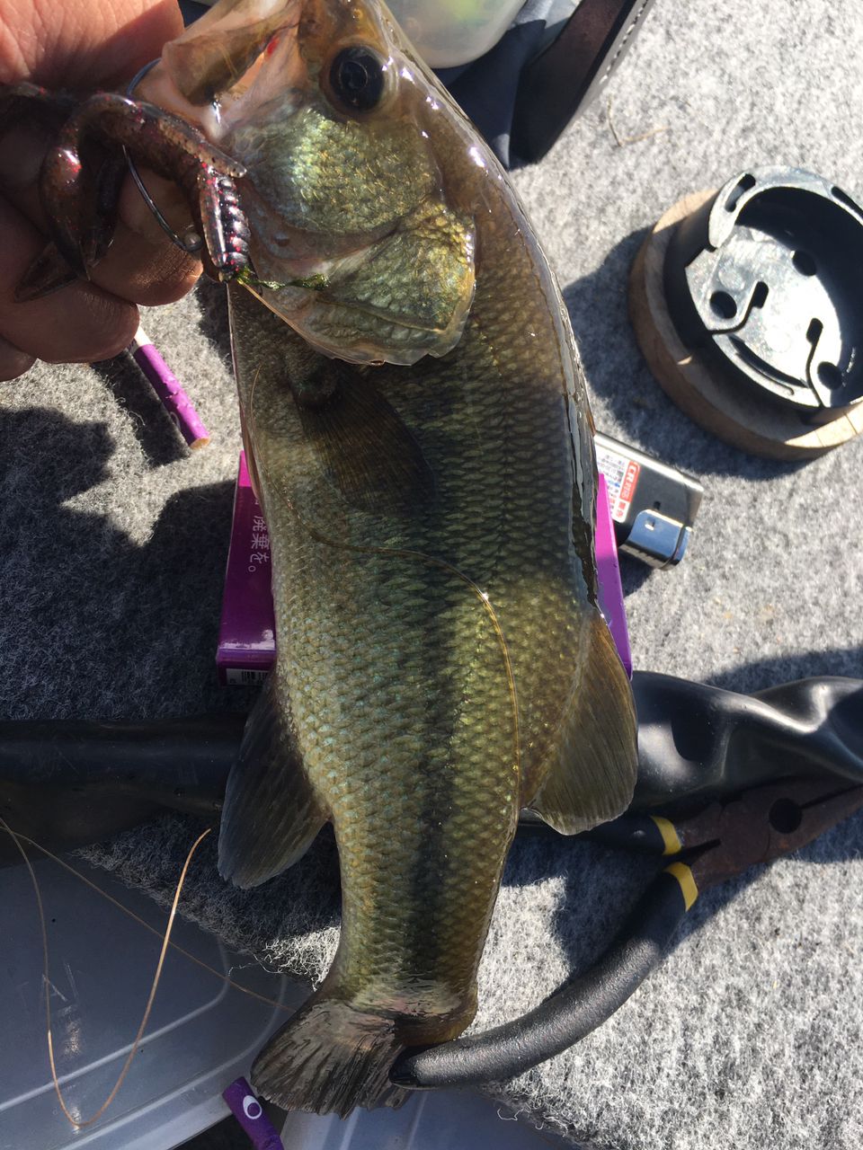 ラージマウスバス