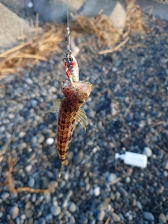 ソウダガツオの釣果