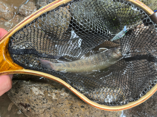 イワナの釣果