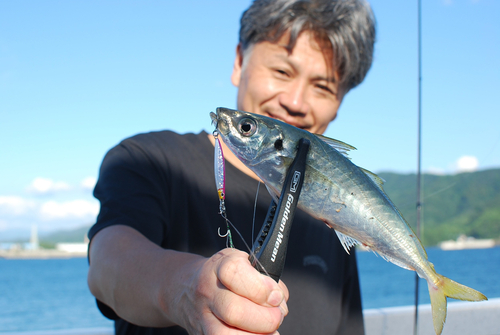 マルアジの釣果