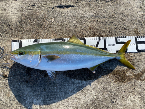 ハマチの釣果