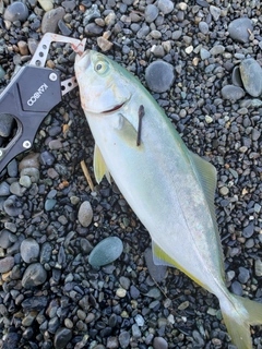 ワカシの釣果