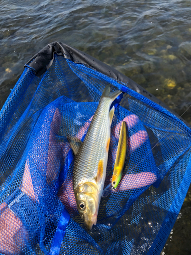 ニゴイの釣果