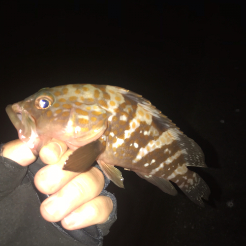 アコウの釣果