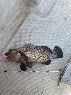 シロブチハタの釣果