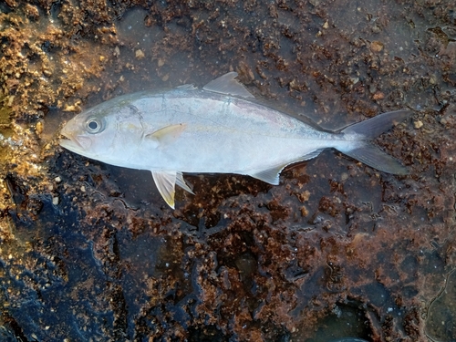 シオの釣果