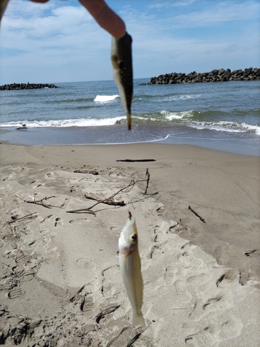 キスの釣果