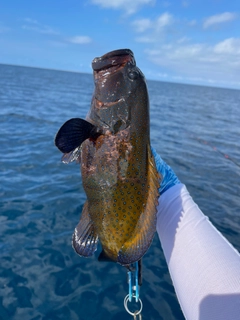 アオノメハタの釣果