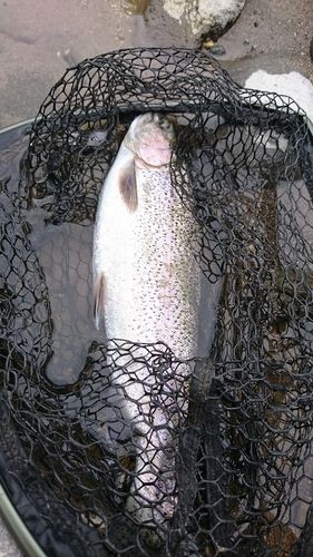 ニジマスの釣果