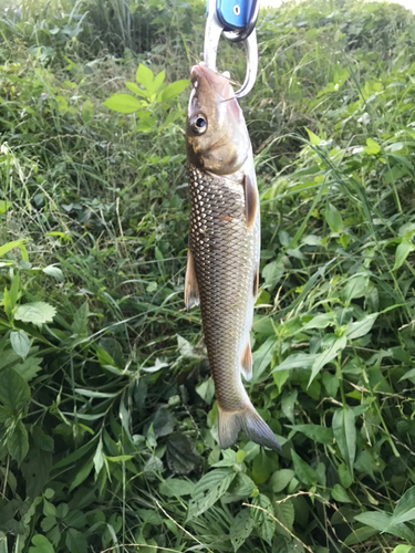 ニゴイの釣果