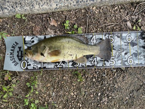 ブラックバスの釣果