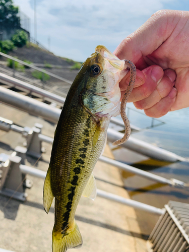 釣果