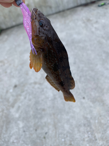 ヨロイメバルの釣果