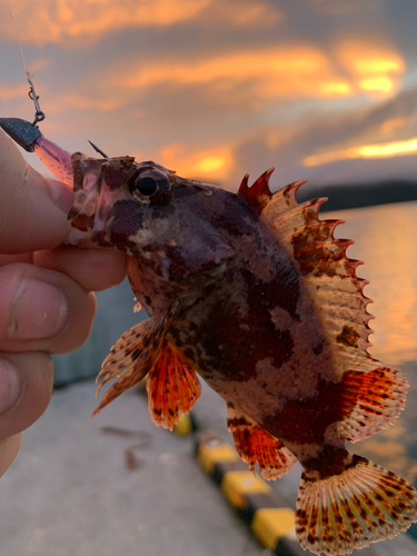 ヨロイメバルの釣果