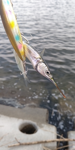 サヨリの釣果