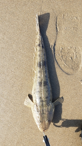 マゴチの釣果