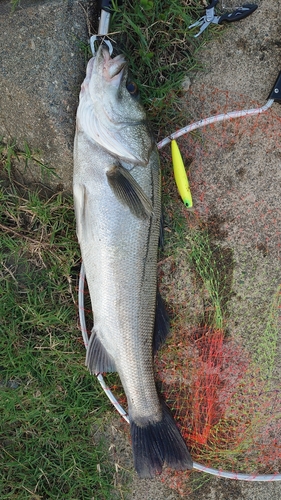 スズキの釣果