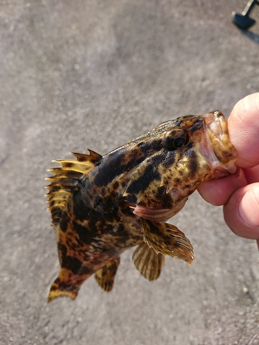 タケノコメバルの釣果