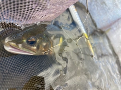 アユの釣果