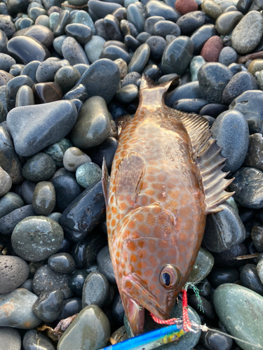 オオモンハタの釣果