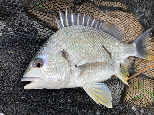 キビレの釣果