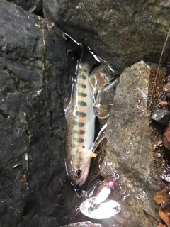 イワナの釣果